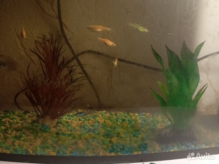 Аквариум с рыбками бу
