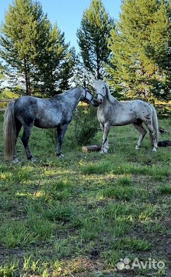 Прокат лошадей
