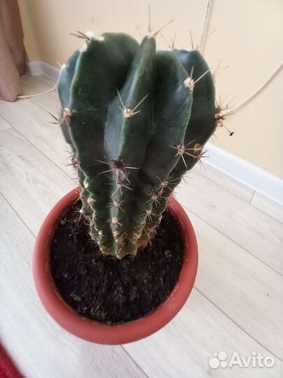 Продам кактус