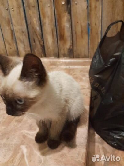 Отдам котенка