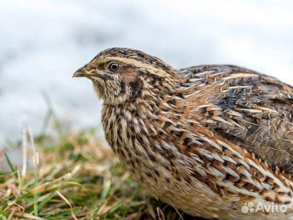 Дикий перепел