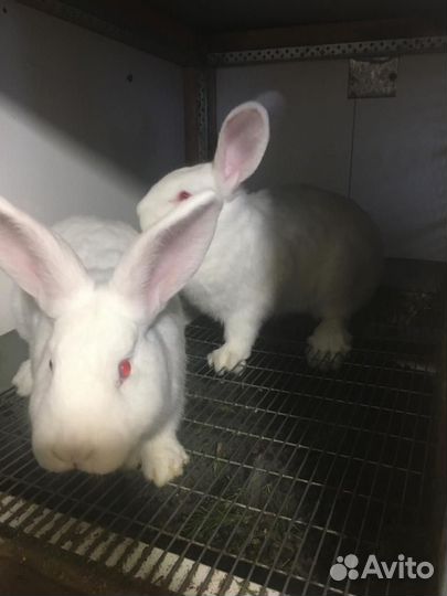 Кролик белый панон