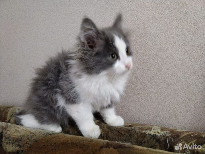 Кошка