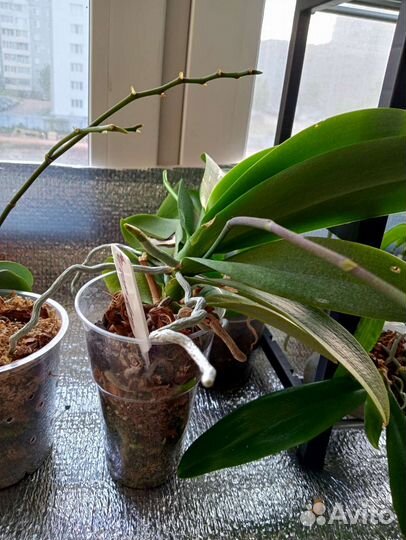 Орхидея фаленопсис пелорик