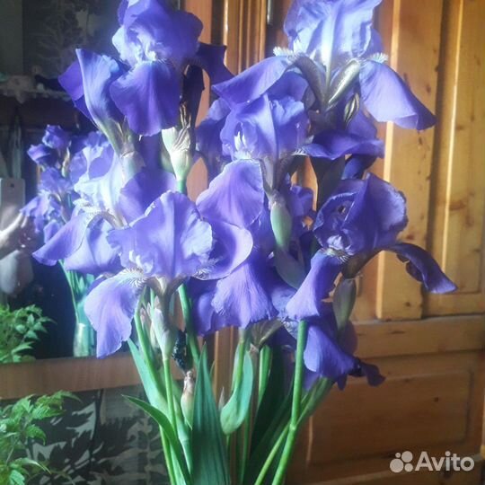 Ирисы цветы