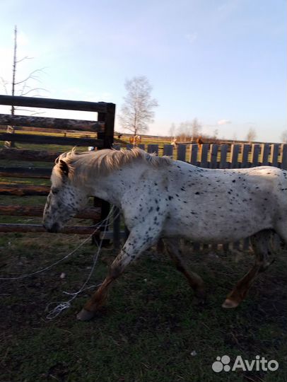 Продам жеребца