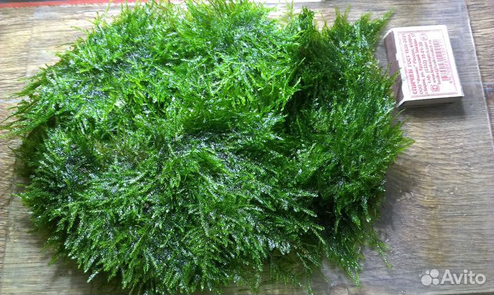 Аквариумные растения