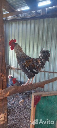 Молодые петухи
