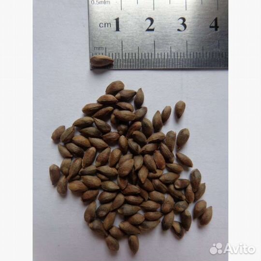 Предлагаю семена