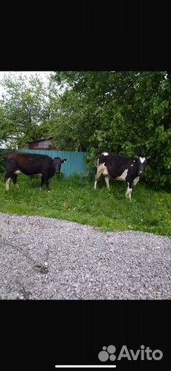 Два коров два телки