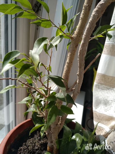 Фикус Бенджамина 85 см от земли