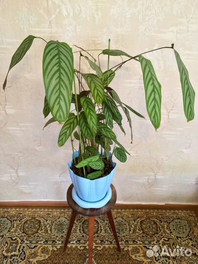 Калатея (Calathea) и Диффенбахия (Dieffenbachia)