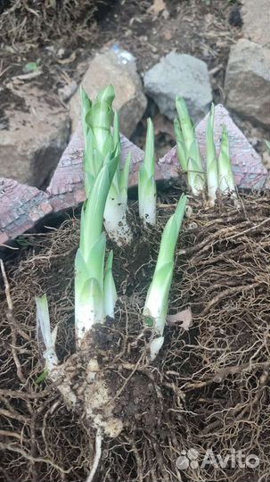 Хоста растение