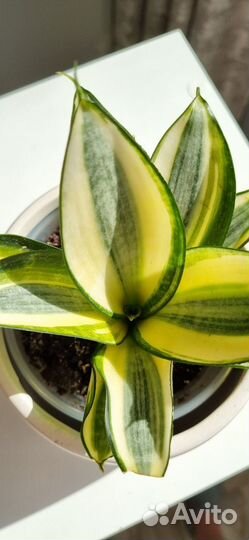 Сансевиерия ханни