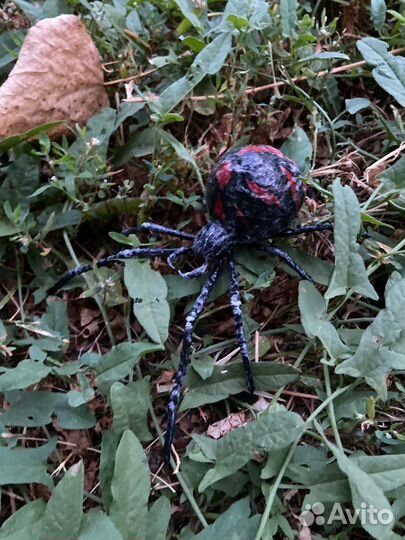 Паук черная вдова