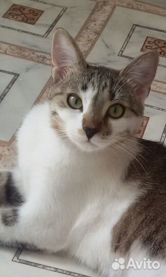 Кошечка 1год