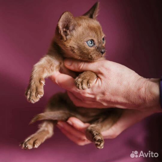 Европейская бурма котята