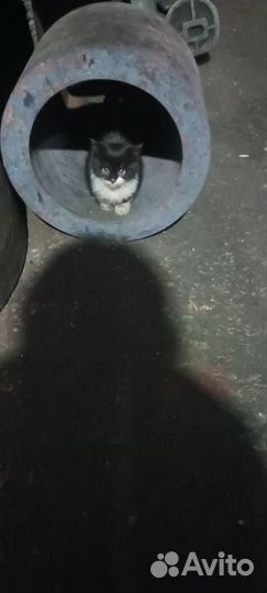 Котята в добрые руки даром