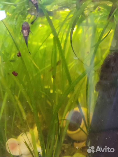 Водоросли для аквариума