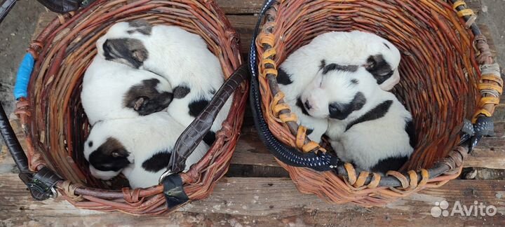 Щенки алабая