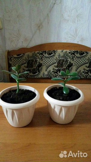 Комнатные растения.Денежное дерево