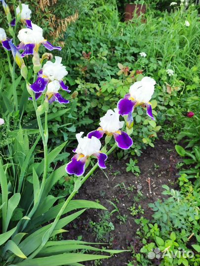 Ирисы бородатые