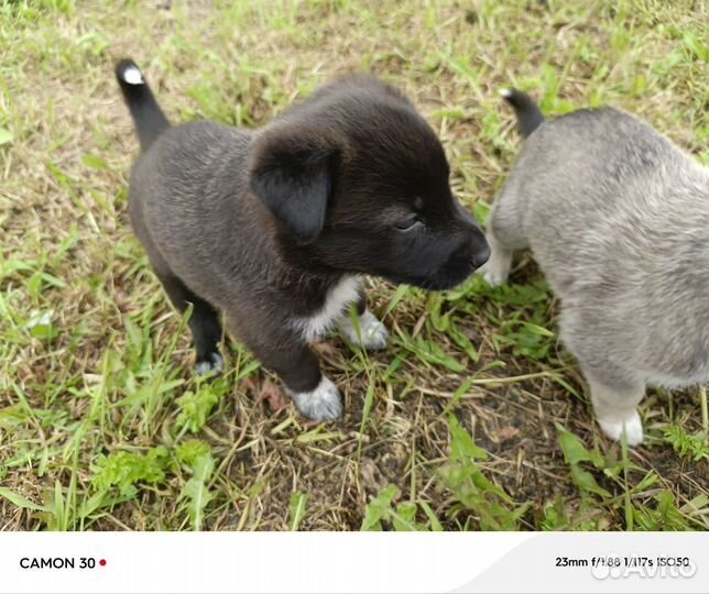 Продаю щенков