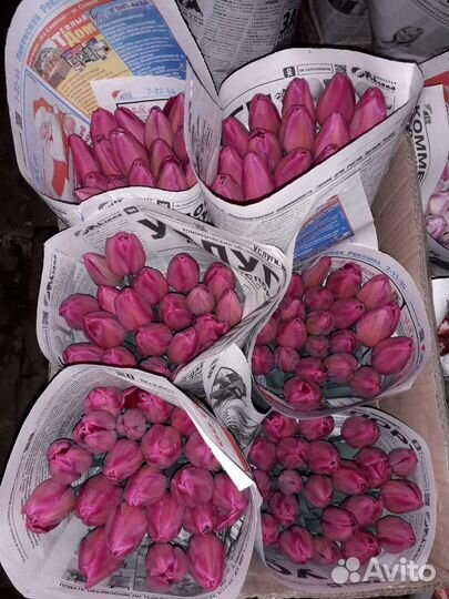 Тюльпаны оптом