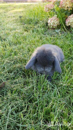 Миниатюрные минилопы