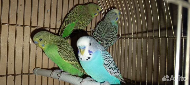 Волнистые попугаи домашнего разведения