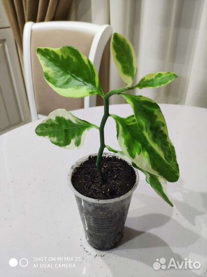 Педилантус