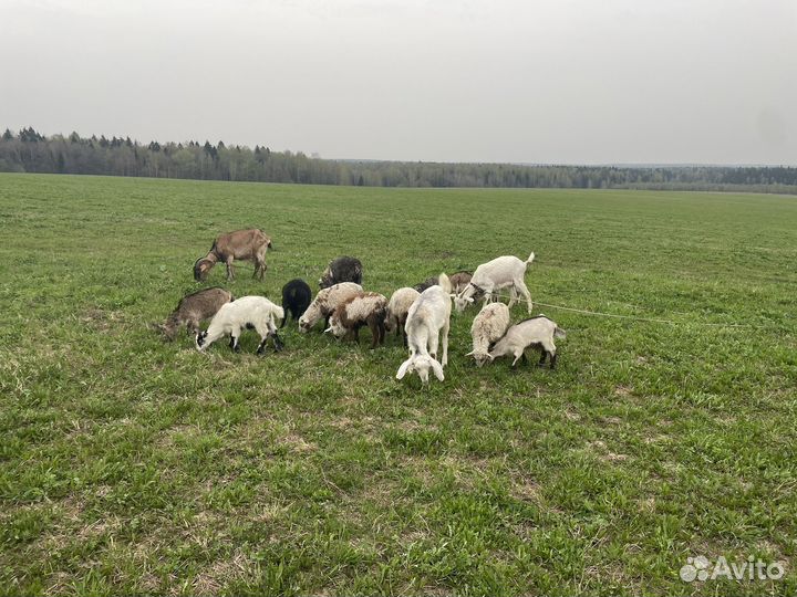 Коза и баран