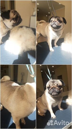 Грумер, стрижка собак, экспресс линька