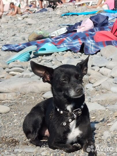 Кобель для вязки