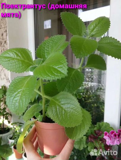 Клубника ремонтанная, мята