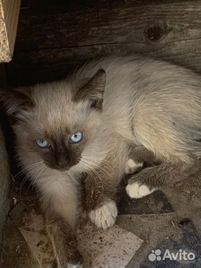 Кошка и кот без породы