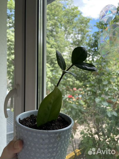 Замиокулькас