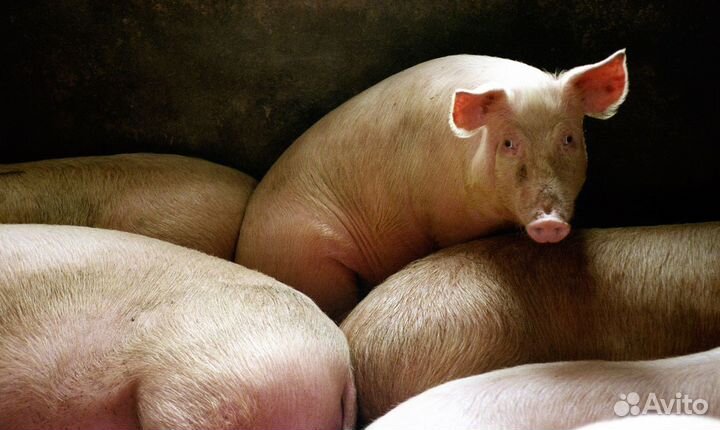 Сельхоз животные