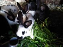 Кролики породы строкач и рекс