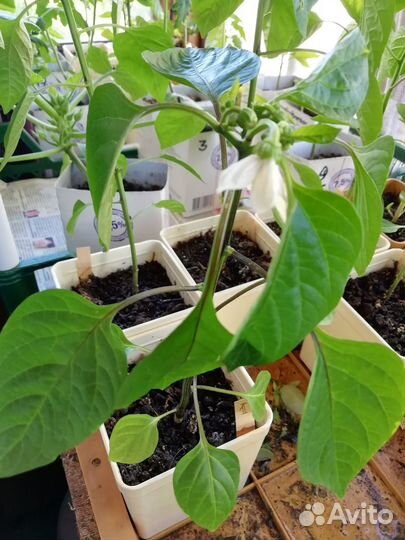 Рассада перца сладкого