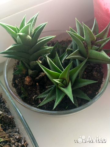 Хавортия извилистая