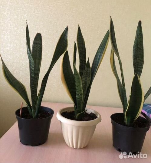 Сансевиерия Лауренти
