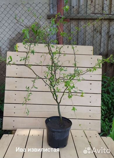 Ива извилистая свердловская