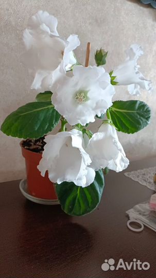 Комнатные цветы глоксиния