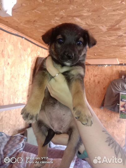 Малыши приюта