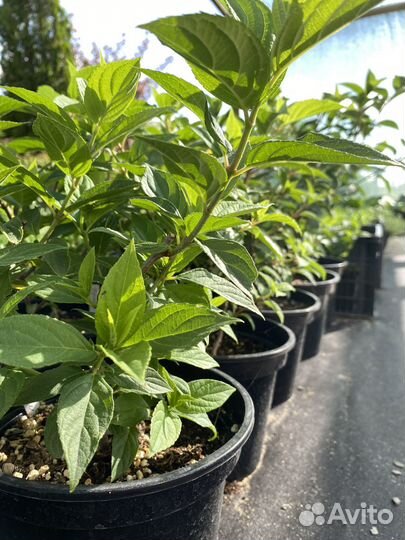 Многолетние растения для вашего сада