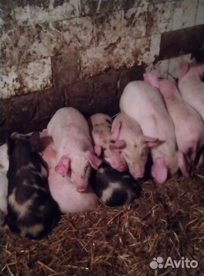 Поросята домашние белые