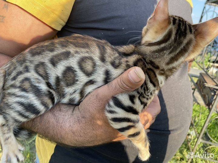 Бенгальские котята
