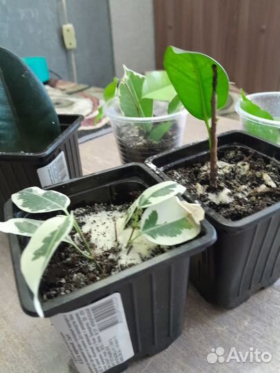 Фикус бенджамина и помидоры балконные