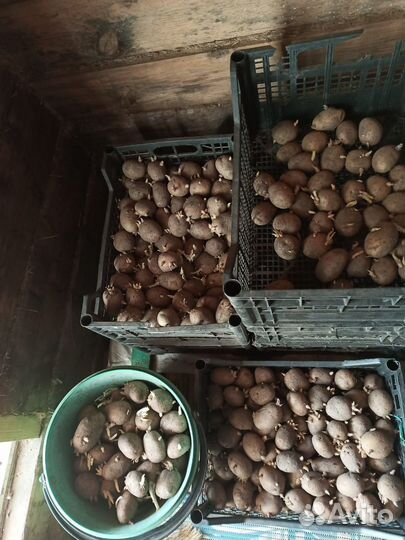 Продам семенной картофель